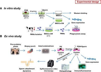 Peptidoglycan Switches Off the TLR2-Mediated Sperm Recognition and Triggers Sperm Localization in the Bovine Endometrium